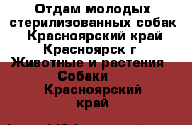 Отдам молодых стерилизованных собак - Красноярский край, Красноярск г. Животные и растения » Собаки   . Красноярский край